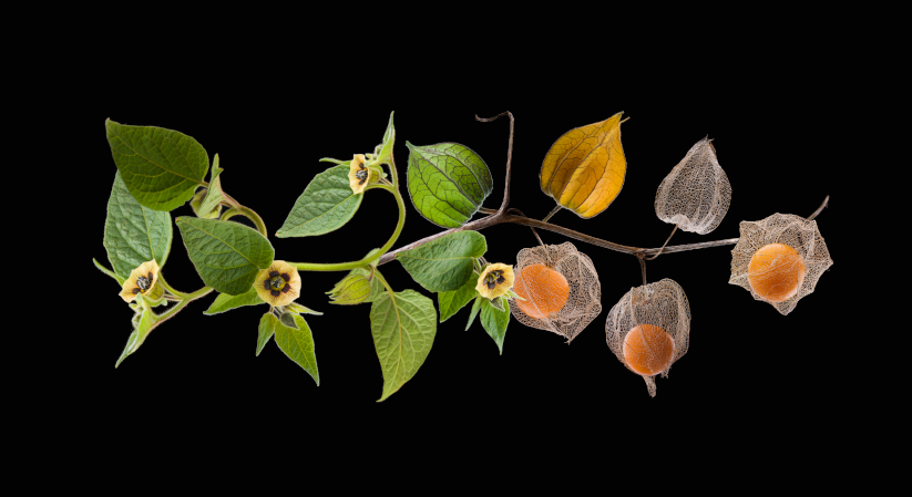 Proceso de creación de uchuva o, como se le conoce en Estados Unidos, del goldenberry.