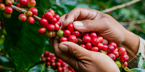 Recolección de los granos de café colombiano | Colombia Trade