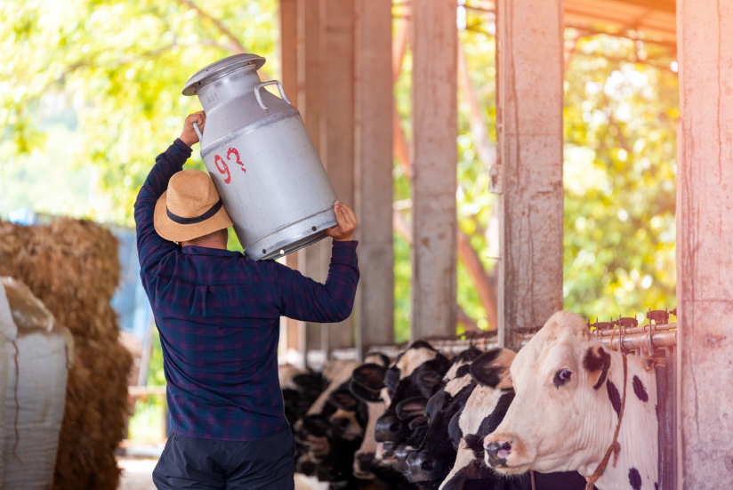 Productores lácteos cargando leche frente al ganado.