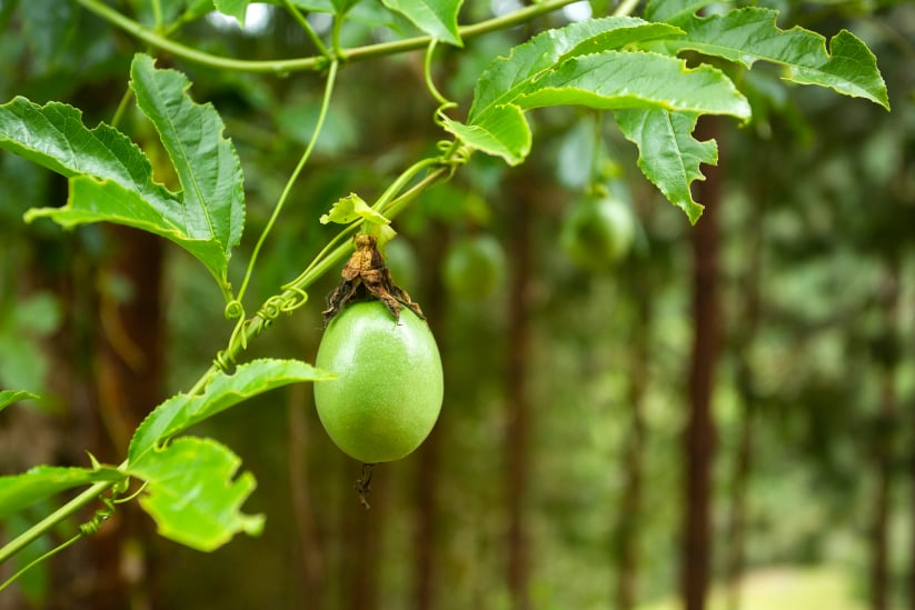 cultivo de un fruto para el mercado internacional de gulupa en Colombia.