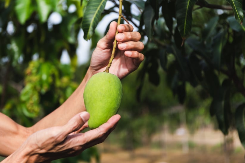 Mano de granjero sosteniendo un joven mango verde de la rama