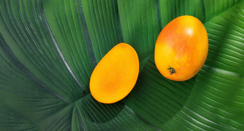 : Mangifera indica, mango de azúcar, variedad de Colombia